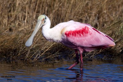 Roseate Spoonbill. Merritt Is. National Wildlife Refuge. FL