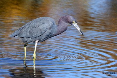 Little Blue Heron. Merritt Is. National Wildlife Refuge. FL