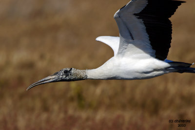 Wood Stork. Merritt Is. National Wildlife Refuge. FL