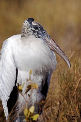 Wood Stork. Merritt Is. National Wildlife Refuge. FL