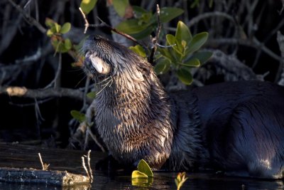 River Otter. Merritt Is. National Wildlife Refuge. FL