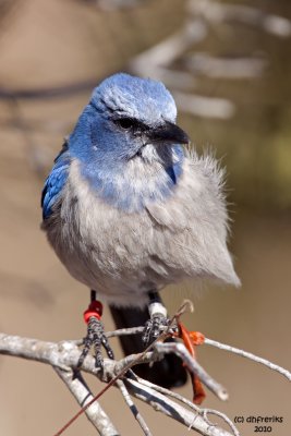 Florida Scrub Jay. Merritt Is. National Wildlife Refuge. FL
