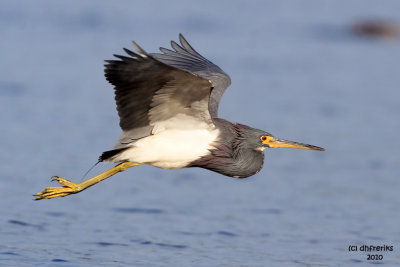 Tri-colored Heron. Fort DeSoto Co. Park. FL