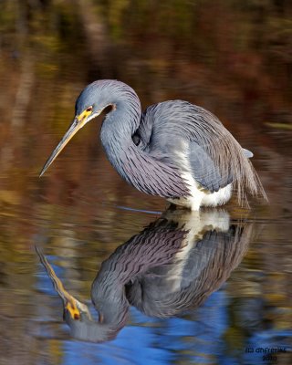 Tri-colored Heron. Merritt Is. National Wildlife Refuge. FL