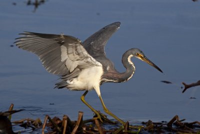 Tri-colored Heron. Circle B Bar Reserve. FL