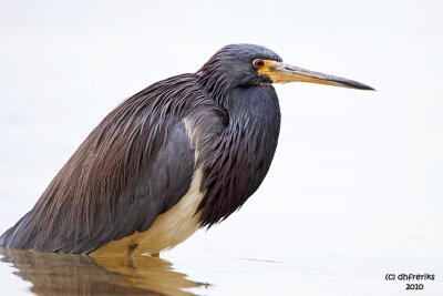 Tri-colored Heron. Fort DeSoto Co. Park. FL