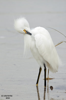 Snowy Egret. Fort DeSoto Co. Park. FL