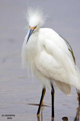 Snowy Egret. Fort DeSoto Co. Park. FL