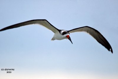 Black Skimmer. Fort DeSoto Co. Park. FL