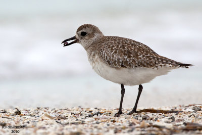 Black-bellied Plover. Fort DeSoto. Co. Park. FL