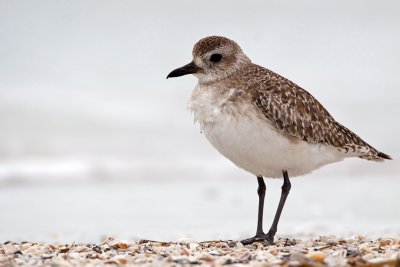 Black-bellied Plover. Fort DeSoto. Co. Park. FL
