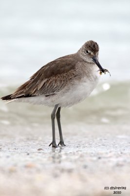 Willet. Fort DeSoto Co. Park. FL