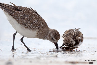 Black-bellied Plover and Ruddy Turnstone. Fort DeSoto Co. Park, FL