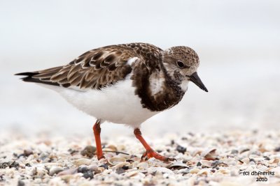 Ruddy Turnstone. Fort DeSoto. Co. Park. FL