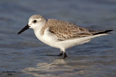 Sanderling. Fort DeSoto Co. Park. FL
