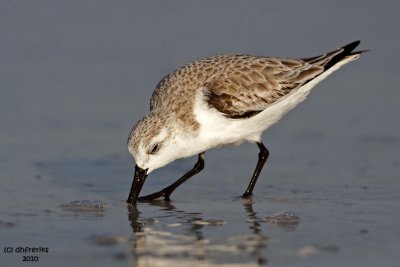 Sanderling. Fort DeSoto Co. Park. FL