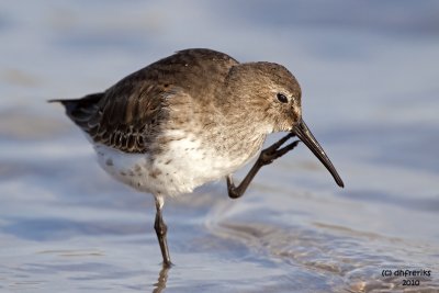 Dunlin. Fort DeSoto Co. Park. FL