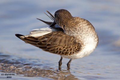 Dunlin. Fort DeSoto Co. Park. FL
