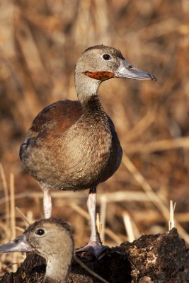 Black-bellied Whistling Duck. Circle B-bar Reserve. FL