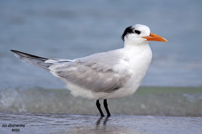 Royal Tern. Fort DeSoto Co. Park.  FL