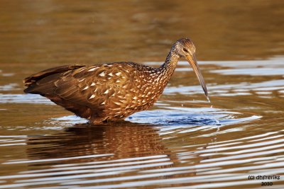 Limpkin. Circle B-bar Reserve. FL