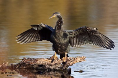 Anhinga. Circle B-bar Reserve. FL