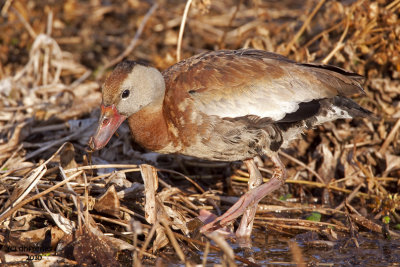 Black-bellied Whistling Duck. Circle B-bar Reserve. FL