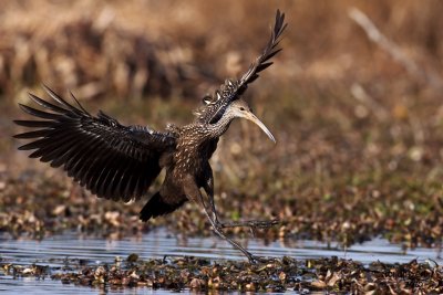 Limpkins. Circle B-bar Reserve. FL