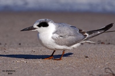Forster's Tern. Canaveral National Seashore. FL