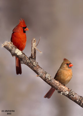 Northern Cardinals. Chesapeake, OH
