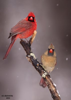 Cardinals in the Snow. Chesapeake, OH