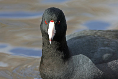 American Coot, Seattle, WA