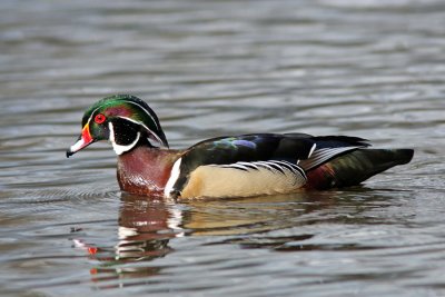 Wood Duck, Seattle, WA