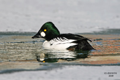 Common Goldeneye, Milwaukee,WI