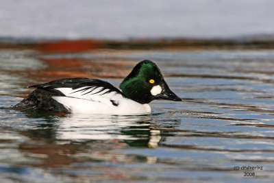 Common Goldeneye. Milwaukee, WI