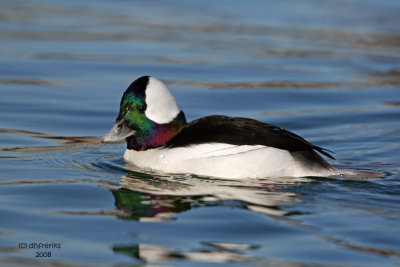 Bufflehead. Milwaukee, WI