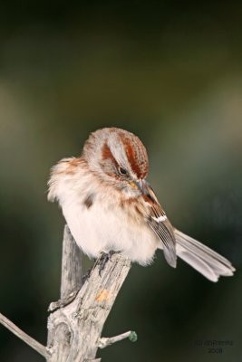 American Tree Sparrow. Newburg, WI
