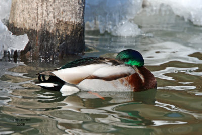 Mallard. South Shore Yacht Club, Milw.