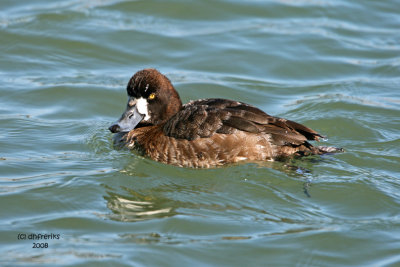Lesser Scaup. South Shore Yacht Club, Milw.