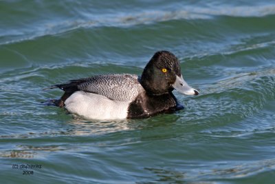 Lesser Scaup. South Shore Yacht Club, Milw.
