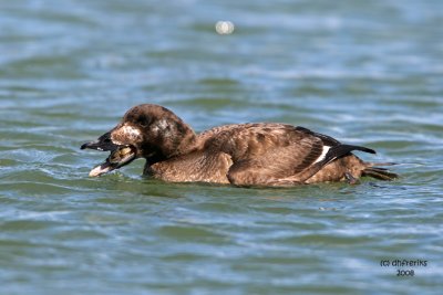 White-winged Scoter. South Shore Yacht Club, Milw.