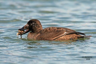 IMGWhite-winged Scoter. South Shore Yacht Club, Milw._8980.jpg
