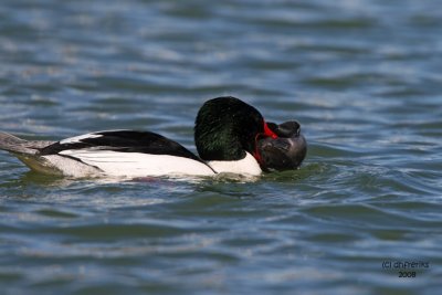 Common Merganser. South Shore Yacht Club, Milw.