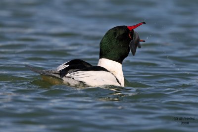 Common Merganser. South Shore Yacht Club, Milw.