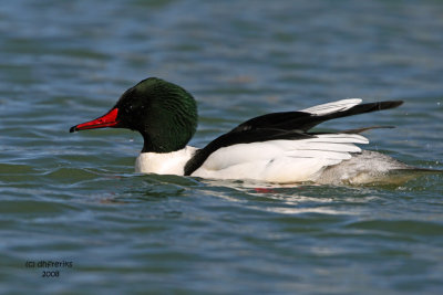 Common Merganser. South Shore Yacht Club, Milw.