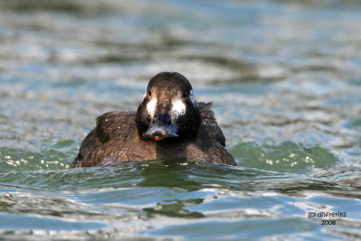 White-winged Scoter. South Shore Yacht Club, Milw.