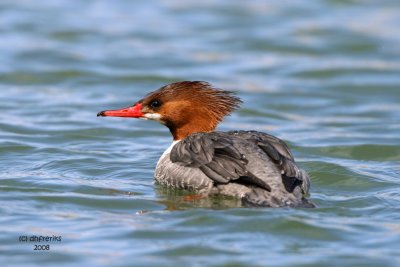 Common Merganser. South Shore Yacht Club, Milw.