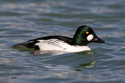 Common Goldeneye. South Shore Yacht Club, Milw.