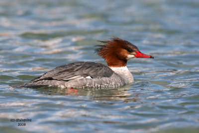 Common Merganser. South Shore Yacht Club, Milw.