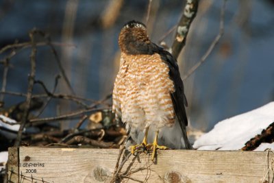 Cooper's Hawk. South Milwaukee, WI